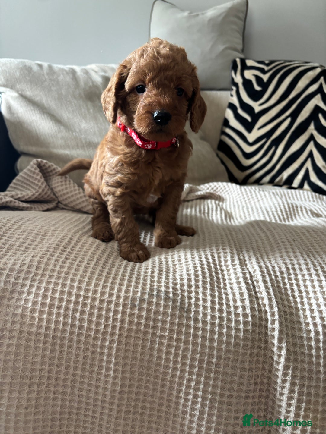 Labradoodle dogs for sale: Red curly labradoodles (F1b) - Image 5