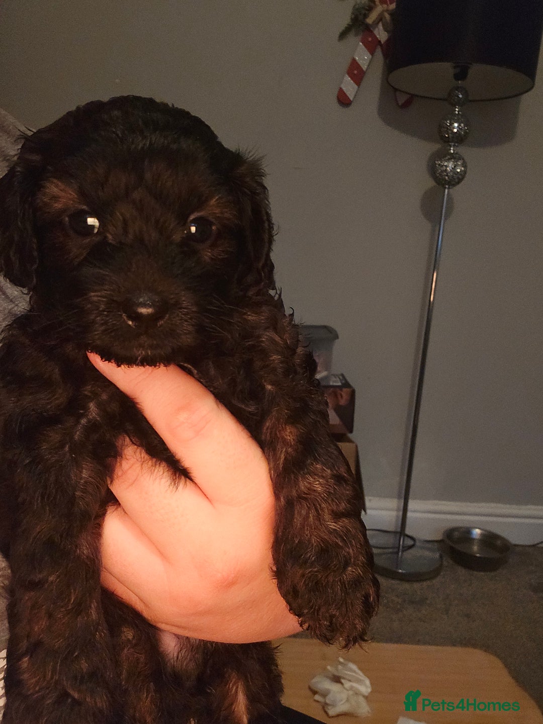 Shihpoo dogs for sale: 🐾REDUCED 2 Boys £800 - Shihpoo Puppies🐾 - Advert 25