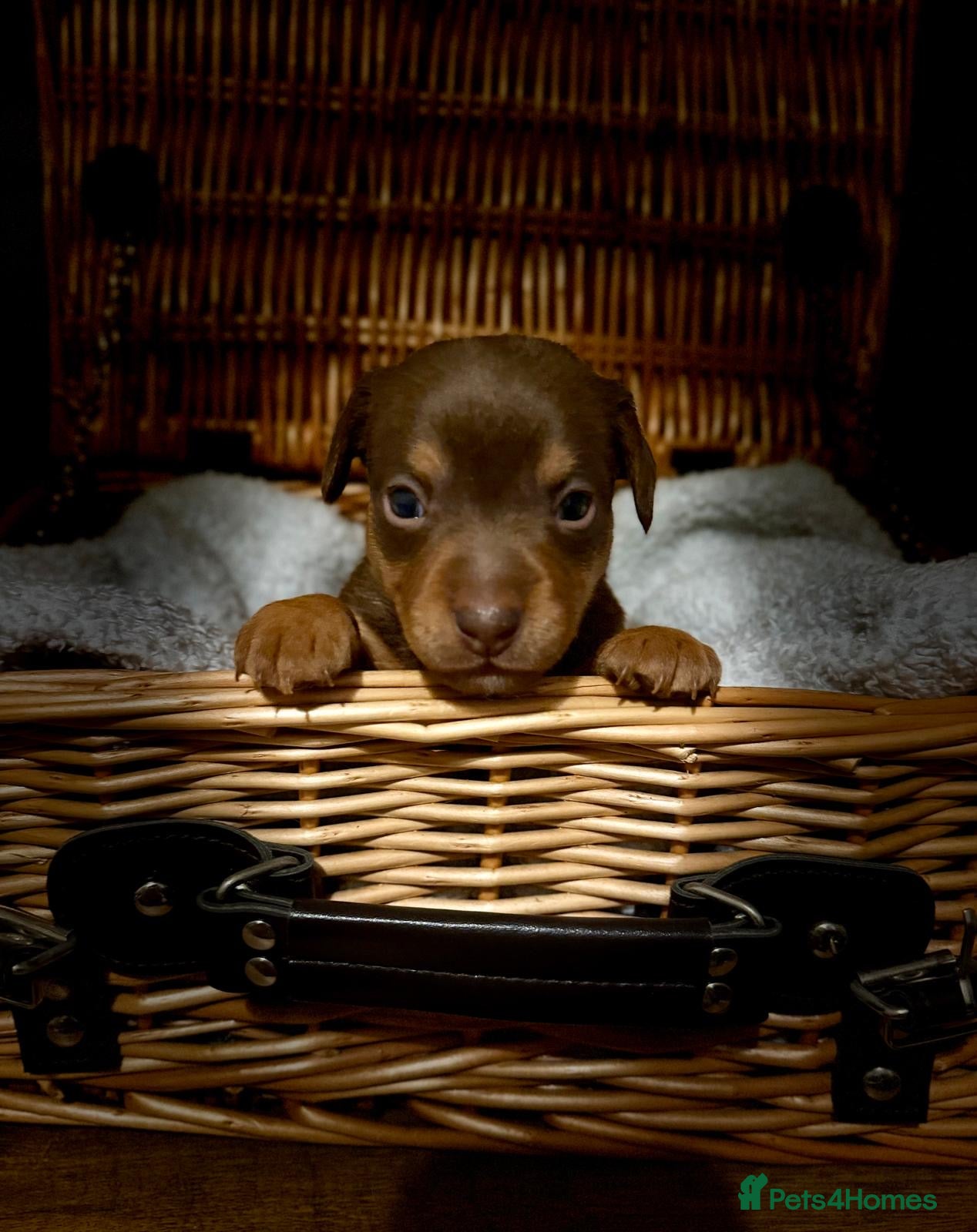 Jack Russell dogs Special Choc/tri boy Jack Russell dilute carriers  - Advert 2