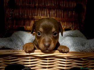 Jack Russell dogs Special Choc/tri boy Jack Russell dilute carriers - Advert 2