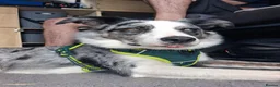 Border Collie dogs for sale: Alfie - Advert 5