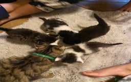Mixed Breed cats for sale: READY NOW….Mainecoon cross Kittens (2 litters)  - Image 5