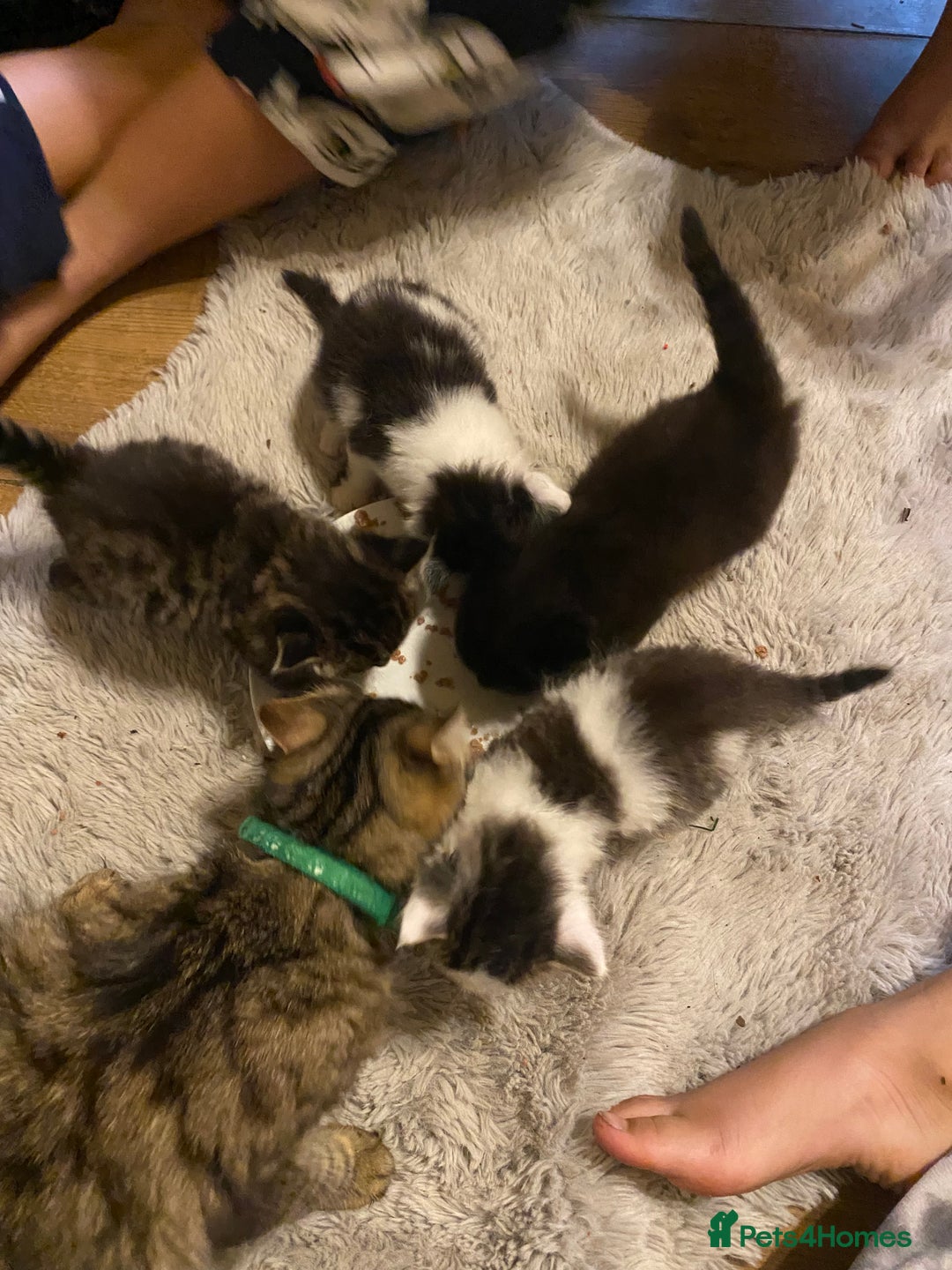 Mixed Breed cats for sale: READY NOW….Mainecoon cross Kittens (2 litters)  - Image 5