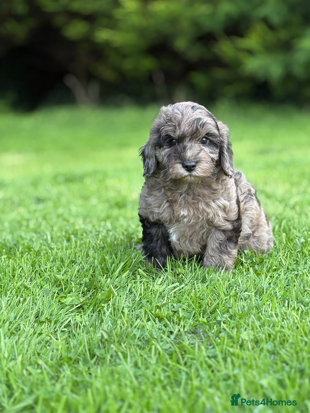 Cavapoo dogs for sale: Beautiful cavapoochon puppies - Image 10