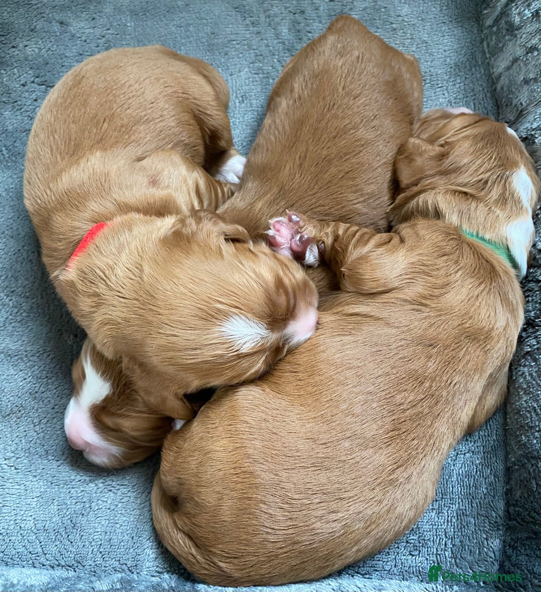Labrador Retriever dogs for sale: 3 VERY DARK RED W/COCKER SPANIEL BOYS AVAILABLE  - Image 9