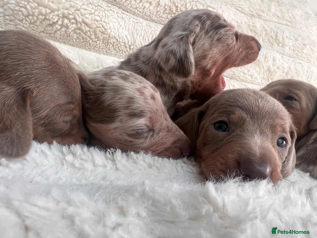 Miniature Dachshund dogs for sale: Miniature dachshunds  - Image 25