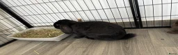British Giant rabbits for sale: Giant lops both female  - Advert 3