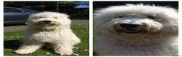 Goldendoodle dogs for stud: Golden doodle stud in Blaydon-on-Tyne - Advert 1
