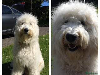 Goldendoodle dogs for stud in Blaydon-on-Tyne - Advert 1