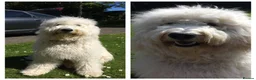 Goldendoodle dogs for stud: Golden doodle stud in Blaydon-on-Tyne - Advert 1