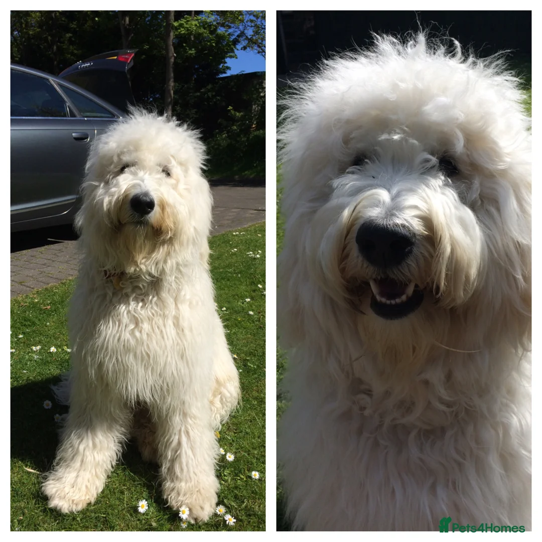 Goldendoodle dogs for stud: Golden doodle stud in Blaydon-on-Tyne - Advert 1