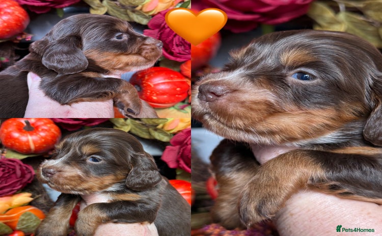 Cocker Spaniel dogs - Advert 1