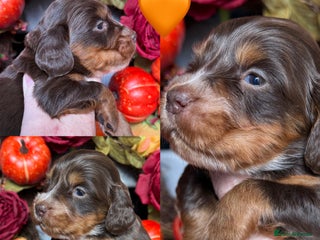 Cocker Spaniel dogs - Advert 6