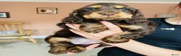 Cocker Spaniel dogs for sale: Top Quality Show cocker pups - Advert 14