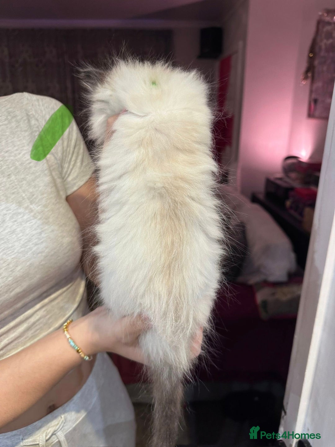 Ragdoll cats for sale: Ragdoll kittens available for sale - Advert 2