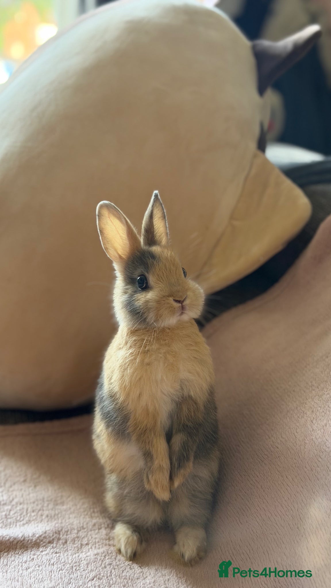 Netherland Dwarf rabbits The Netherland Dwarf Rabbits for Sale 🐰 - Advert 2