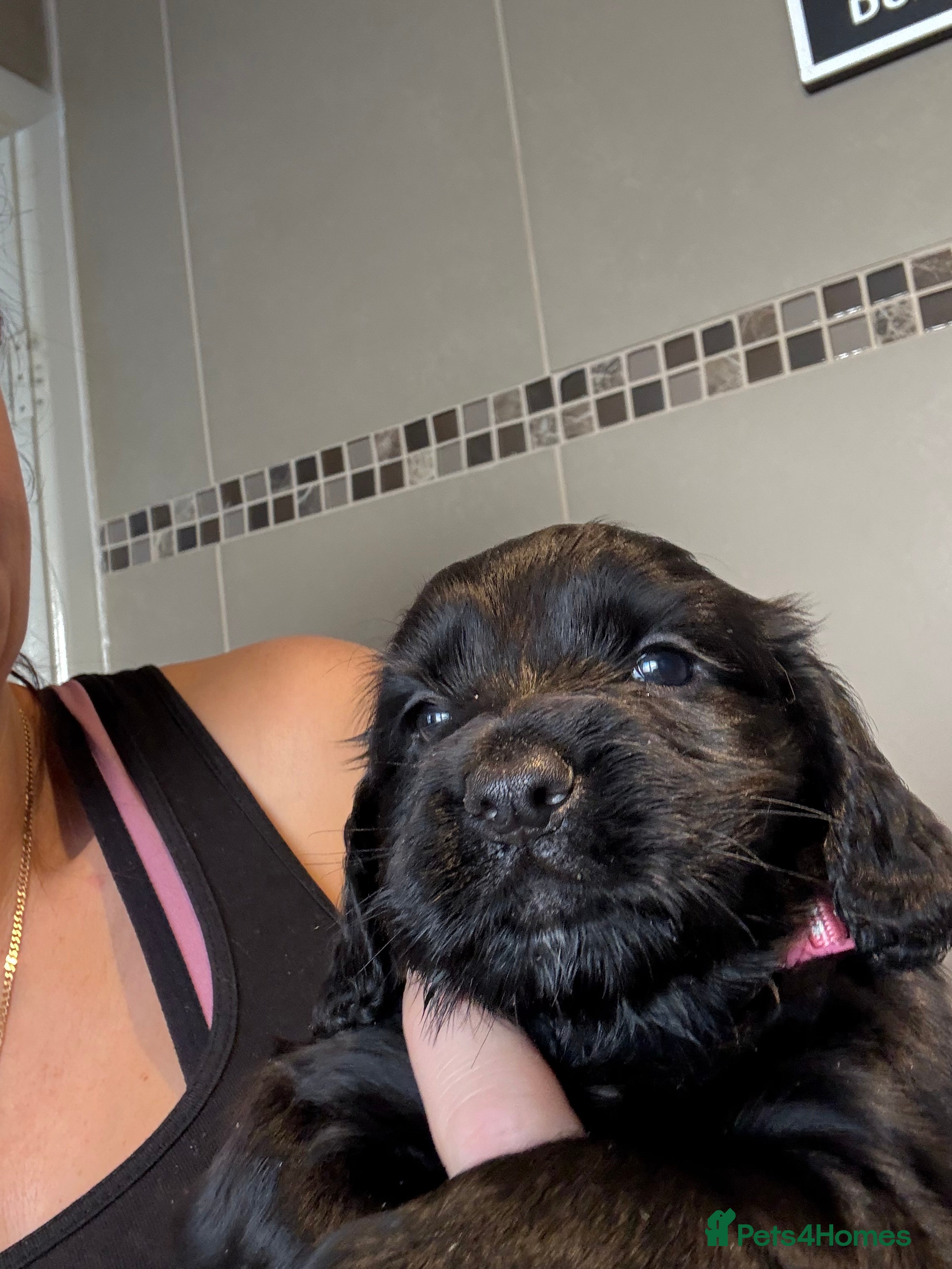 Cocker Spaniel dogs cocker spaniels puppies looking for forever homes - Advert 2