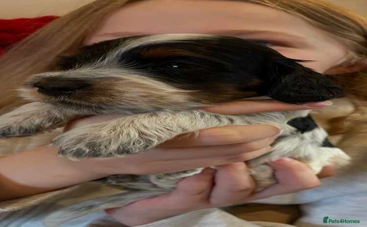 Cockapoo dogs - Advert 3