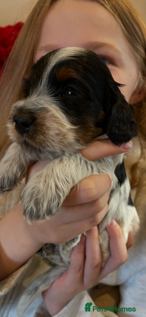 Cockapoo dogs - Advert 3