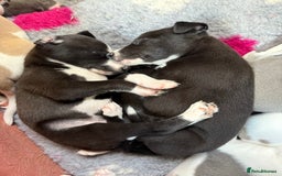 Mixed Breed dogs for sale: Whippet x greyhound puppies  - Image 1