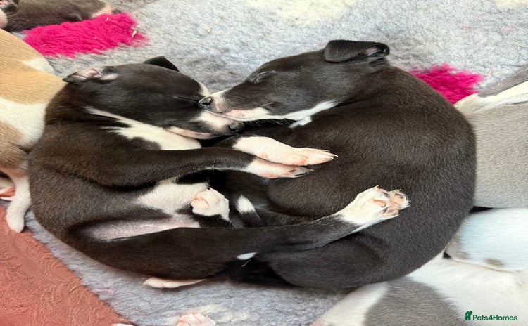 Mixed Breed dogs - Advert 1