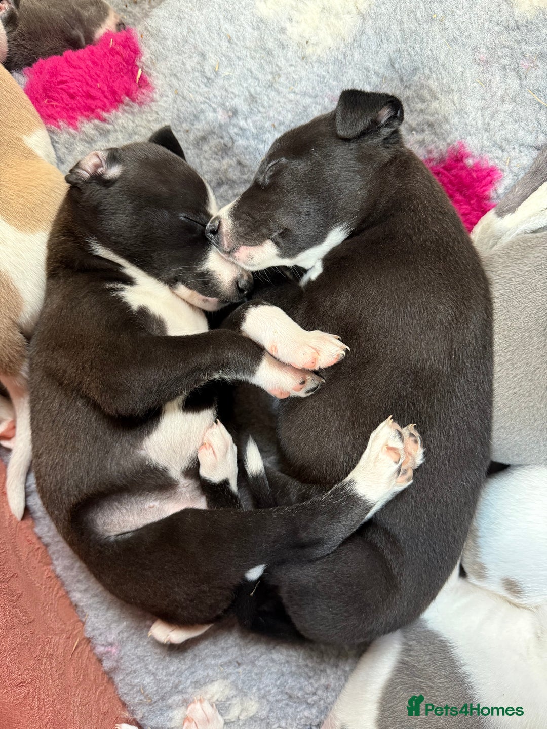 Mixed Breed dogs for sale: Whippet x greyhound puppies  - Image 1