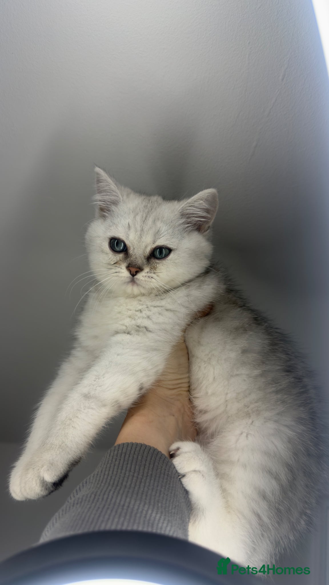 Scottish Fold cats for sale: Scottish straight male - Advert 2