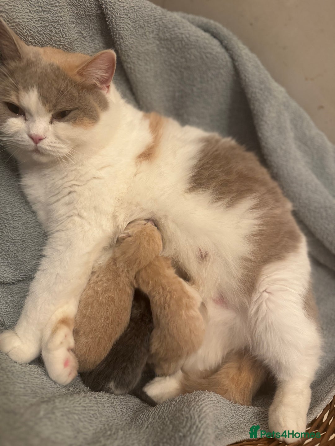 British Shorthair cats for sale: ChampionLine🏆🏆🏆Bicolour British Shorthair💙💙💖 - Advert 3