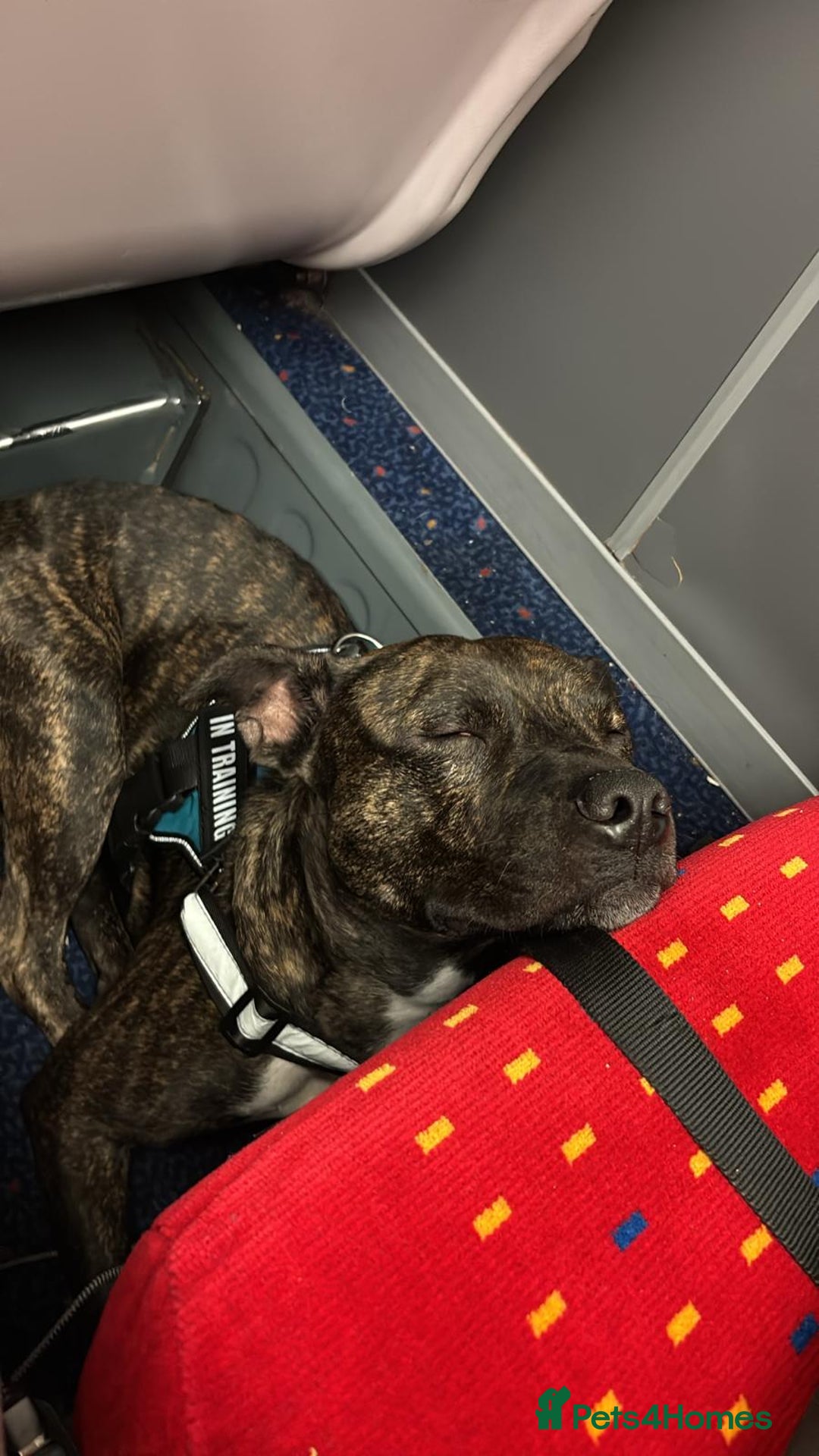 Staffordshire Bull Terrier dogs for sale: This is Dougie  - Image 1