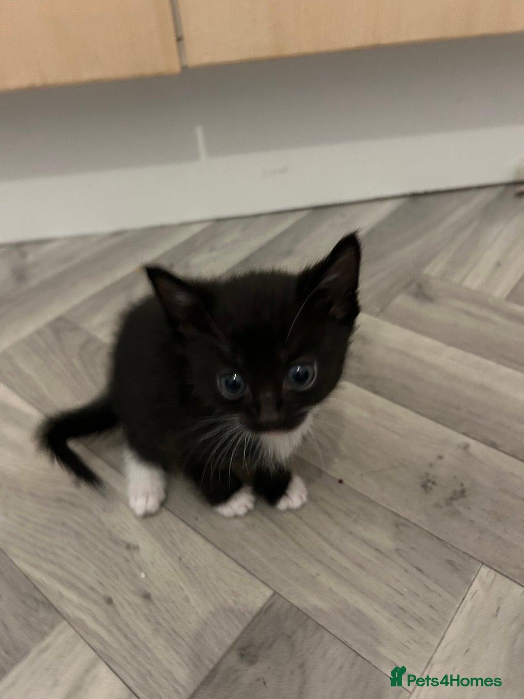 Mixed Breed cats for sale: Tuxedo kittens for sale - Image 7