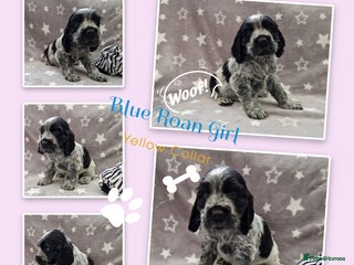 Cocker Spaniel dogs Pedigree English Cocker Spaniel Puppies for sale - Advert 18