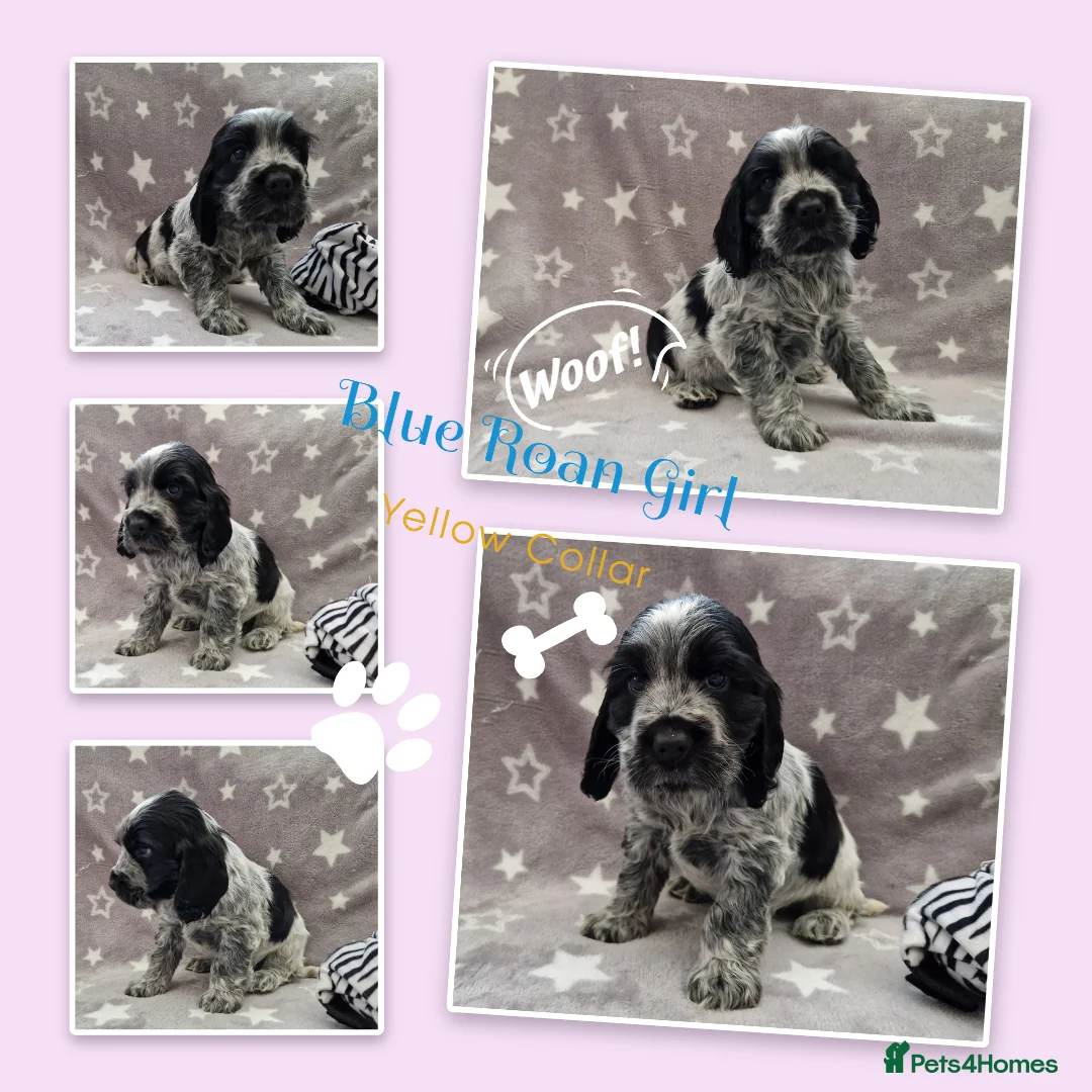 Cocker Spaniel dogs for sale: Pedigree English Cocker Spaniel Puppies for sale - Advert 4