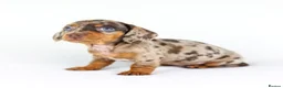 Miniature Dachshund dogs for sale: Short Haired miniature dachshund Puppy’s  - Advert 1