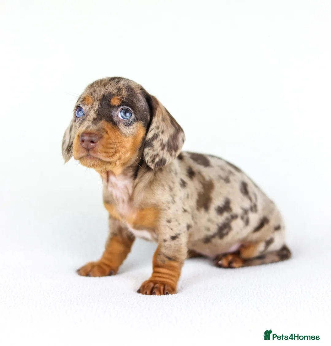 Miniature Dachshund dogs for sale: Short Haired miniature dachshund Puppy’s  - Advert 1