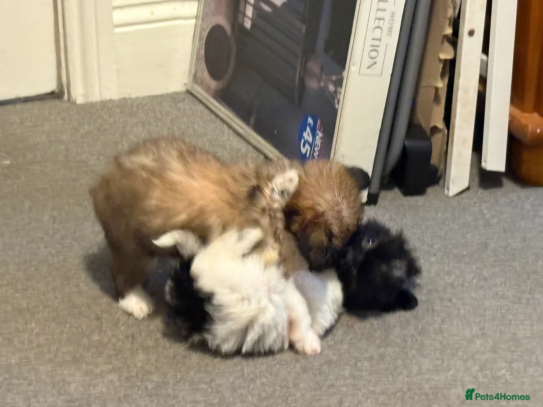 Chinese Crested dogs for sale: Stunning Chinese Cresteds - Advert 6