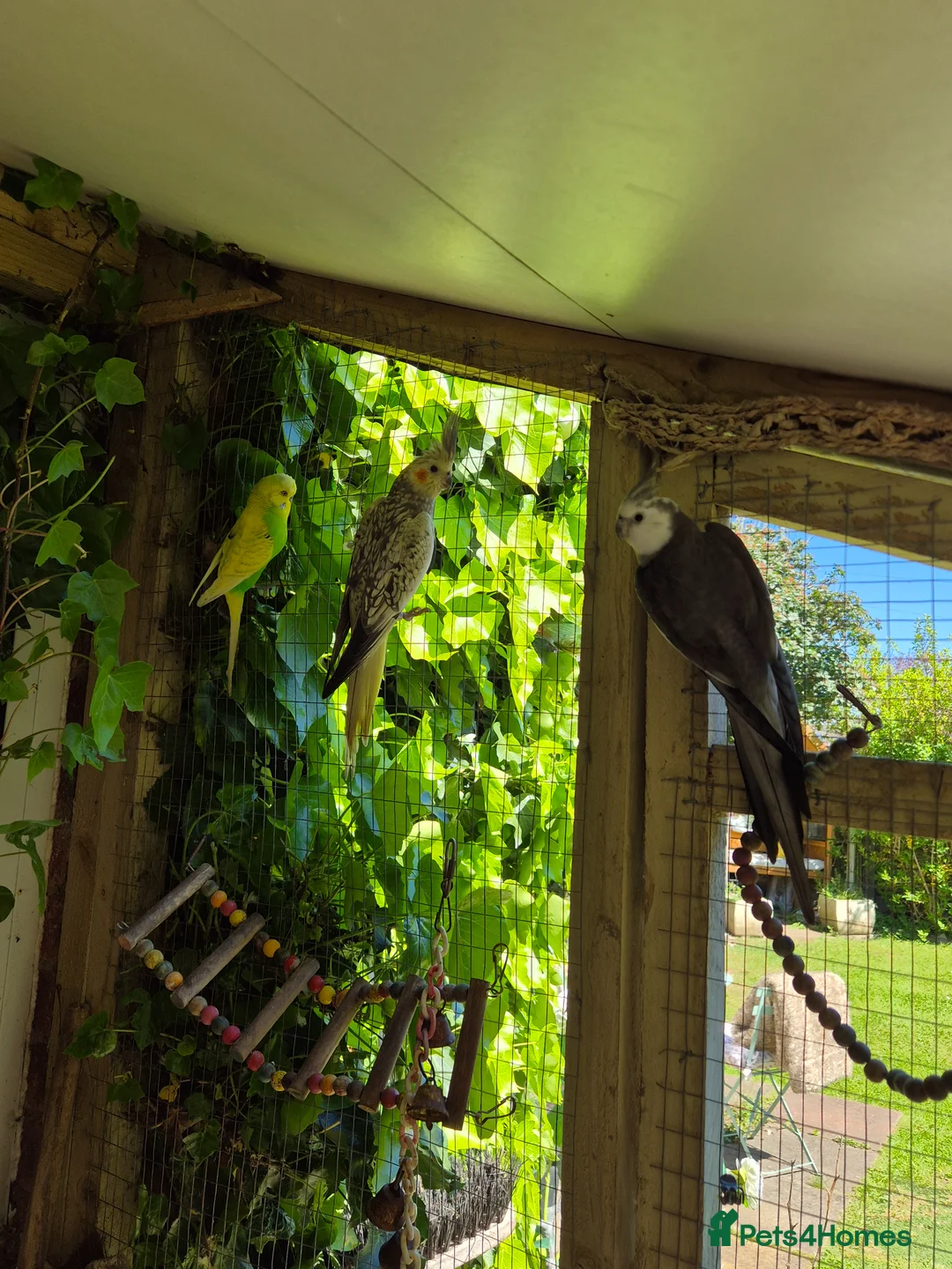 Cockatiels birds for sale: Cockatiels and budgie for sale - Advert 2