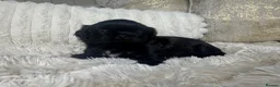 Shih Tzu dogs for sale: Imperial Shih Tzu puppies  in Derby - Advert 18