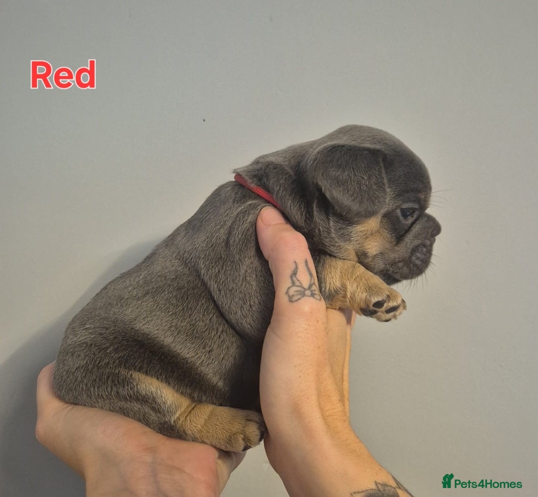 French Bulldog dogs for sale: Beautiful KC French bull dog puppies - Image 6