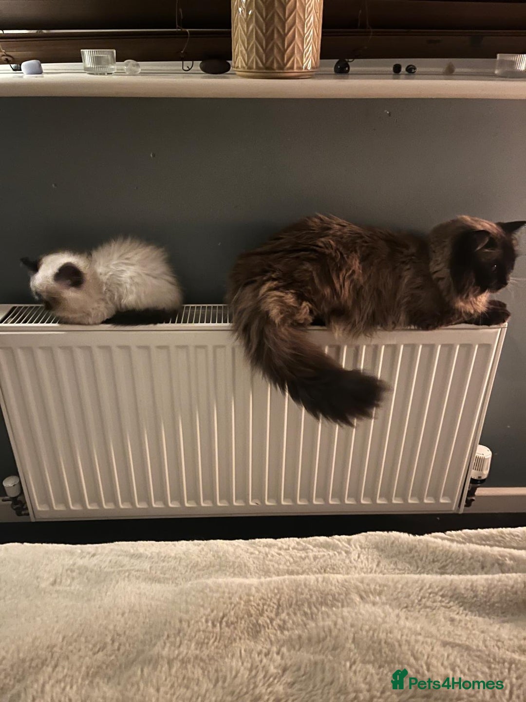 Ragdoll cats for sale: Cute ragdoll kitten - last girl left - Advert 7