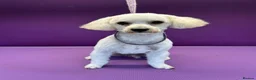 Mixed Breed dogs for sale: Cute shitzeepoo female puppy, lasts one - Advert 7