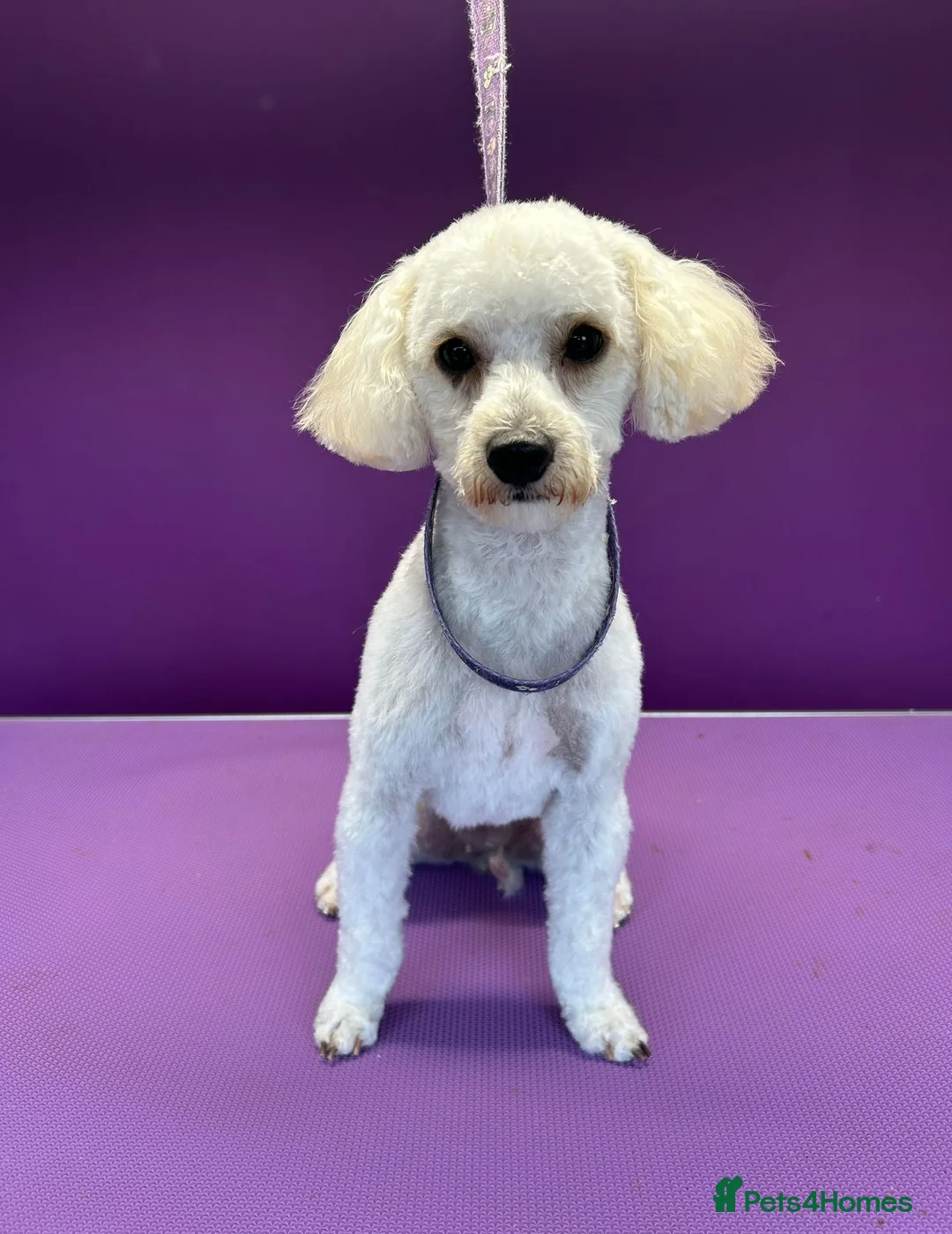 Mixed Breed dogs for sale: Cute shitzeepoo female puppy, lasts one - Advert 7