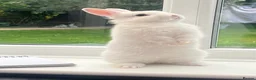 Netherland Dwarf rabbits for sale: FEMALE READY TO GO TODAY - Advert 6