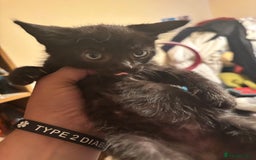 Bengal cats for sale: Bengal x bsh - Image 4