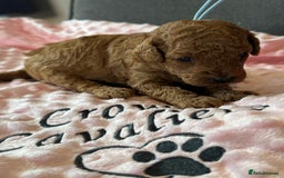 Toy Poodle dogs for sale: EXTENSIVE HEALTH TEST KC RED TOY POODLES LICENSED - Image 16