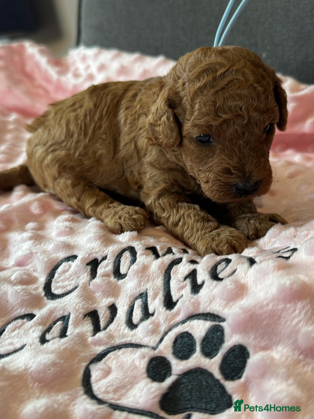 Toy Poodle dogs for sale: EXTENSIVE HEALTH TEST KC RED TOY POODLES LICENSED - Image 16