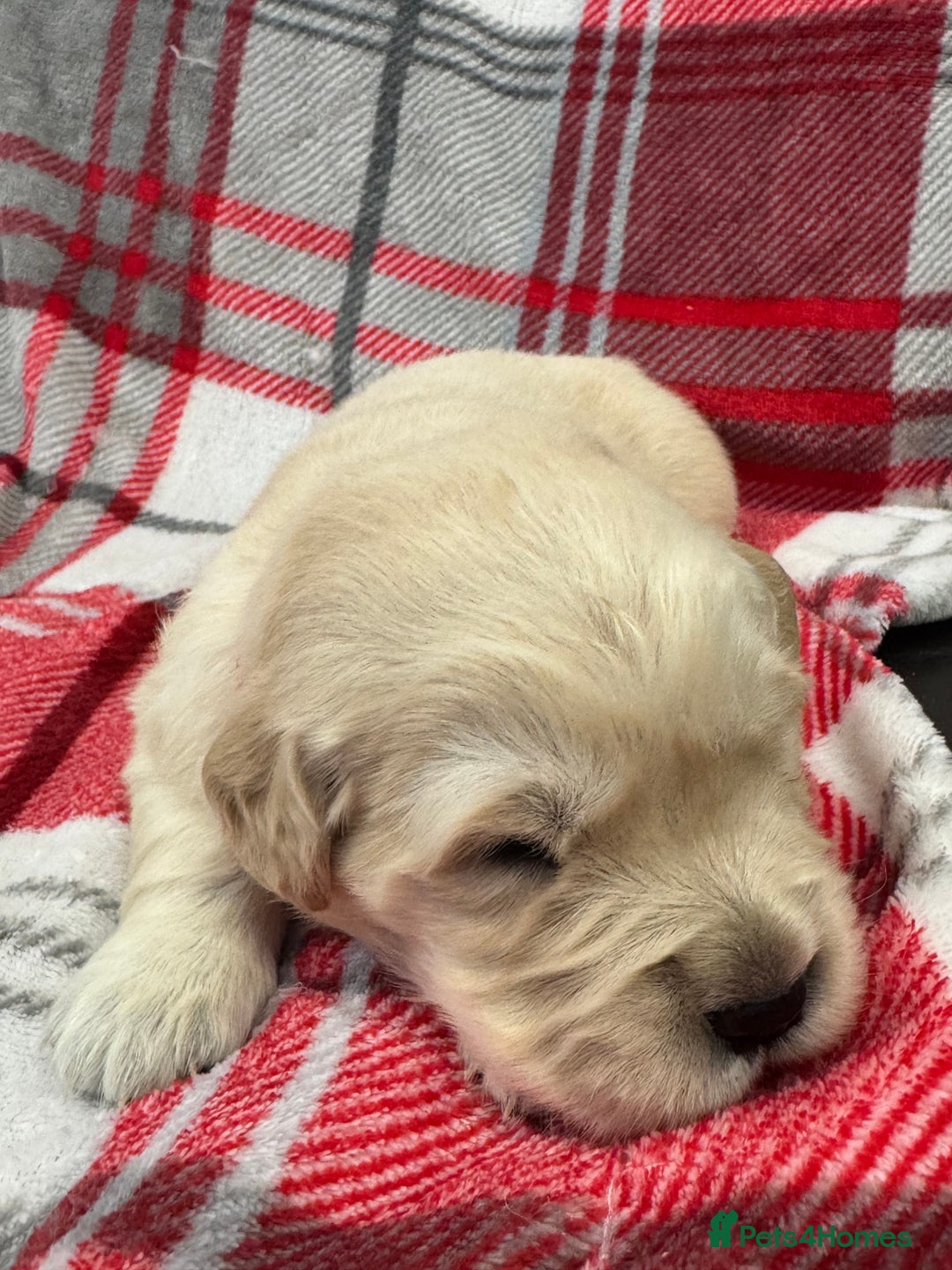 Golden Retriever dogs for sale: Top Class KC registered Golden Retrievers  - Advert 16