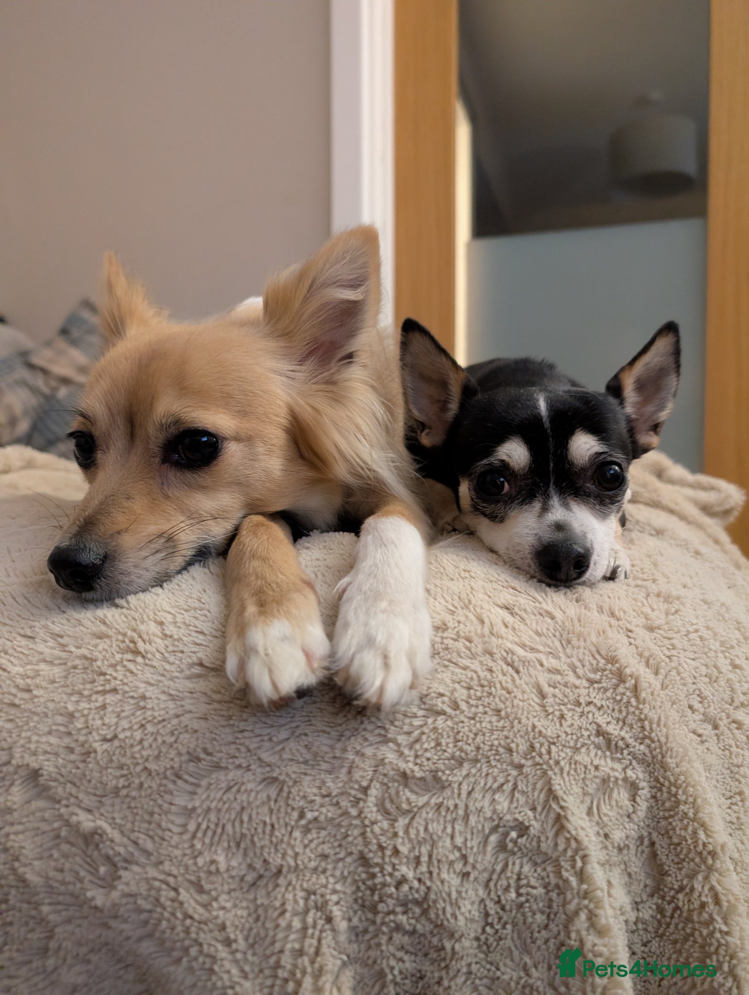 Chihuahua dogs Sookie and Piper - Bonded Pair - Advert 1