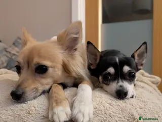 Chihuahua dogs Sookie and Piper - Bonded Pair - Advert 1