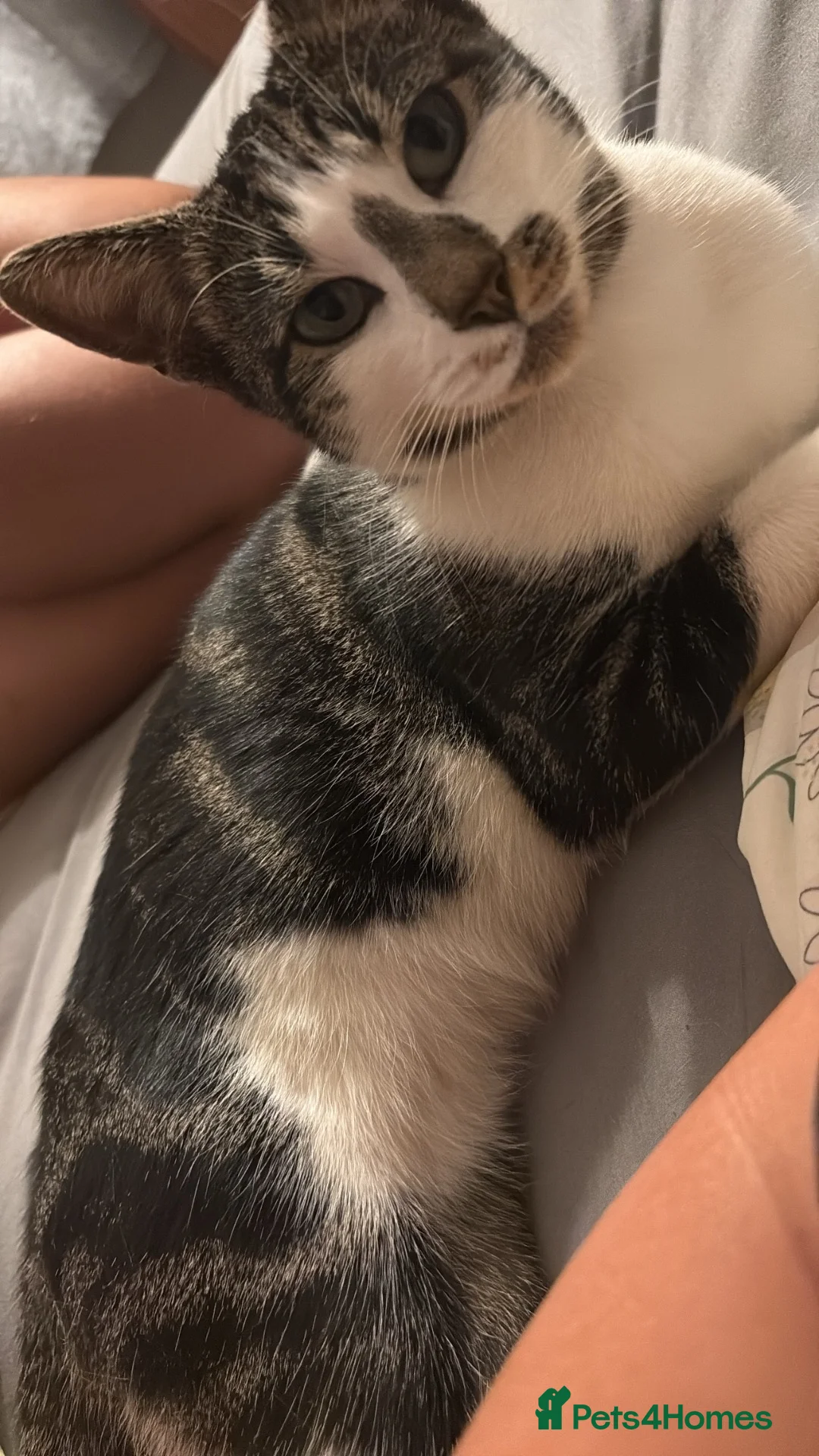 Mixed Breed cats for sale: Shiva, 2.5 year old cat - Advert 5
