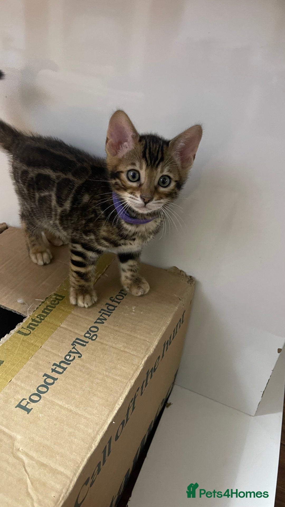 Bengal cats for sale: 🏡Stunning Tica registered Bengal Kittens  🐾 - Image 11